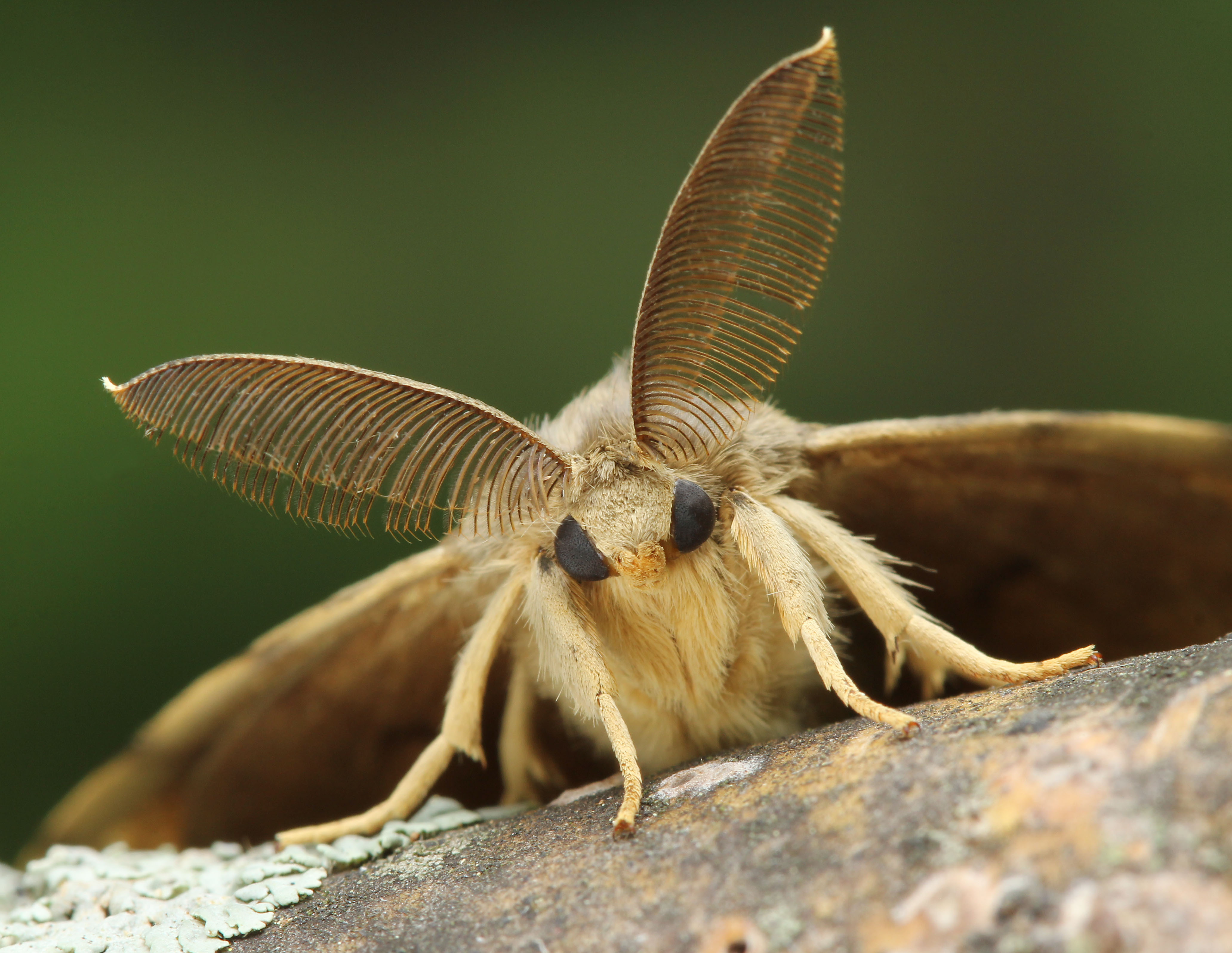 Invasive Insects In Ontario