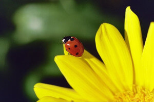 beneficial insects: lady bug
