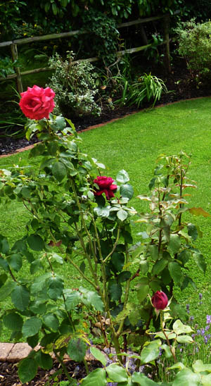 garden maintenance