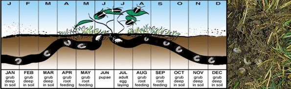 white grub life-cycle