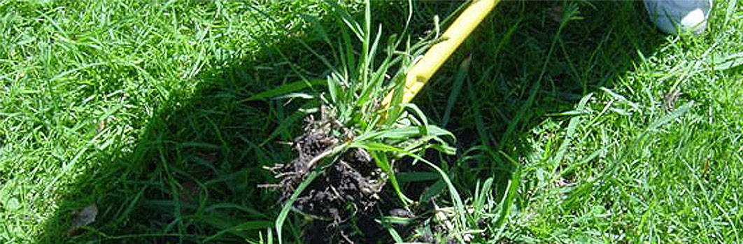 crabgrass