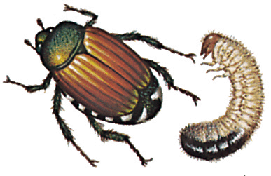 japanese-beetle-info1