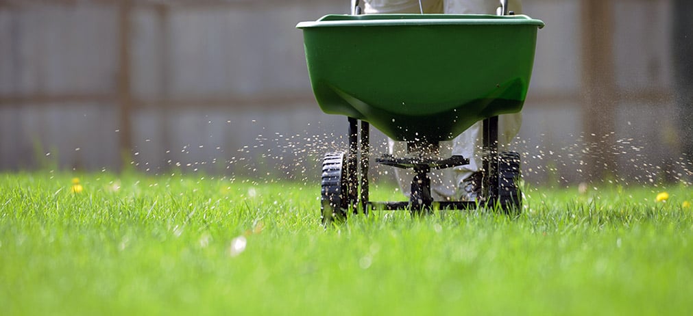 lawn fertilization