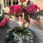 season planters and pots for summer