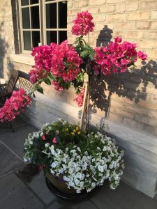 season planters and pots for summer