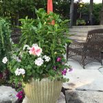 seasonal summer pot